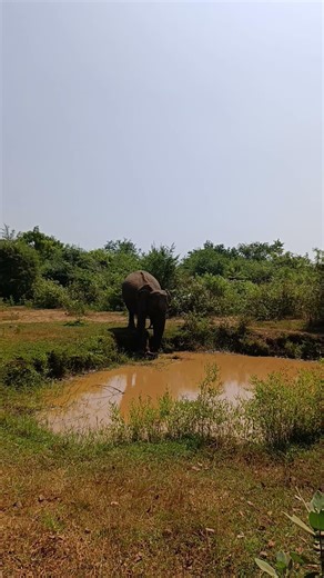 Wild elephant at Udawalawa National Park, Sri Lanka.