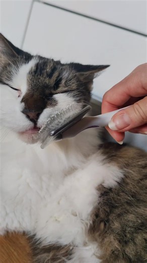 International Cat Society NFT na TikTok