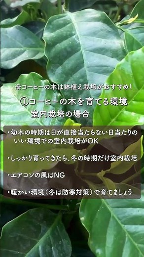 【豆知識】コーヒーの木の育て方 #観葉植物 #家庭菜園 #コーヒーの木 #コーヒー