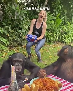 Sugriva and Vali have a romantic date to remember! 😍😎🧡 Full Video Out Now On YouTube! Link in bio! | Myrtle Beach Safari Wild Encounters Tour