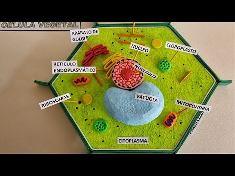 Célula Vegetal. maqueta fácil