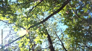 Tree branches and leaves filmed from different view point with following movement