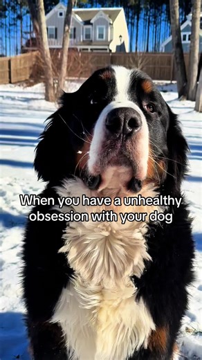 Celebrate Your Dog's Personality with Custom Masks