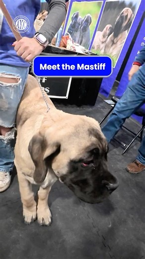 This Is a Mastiff #AKCMeetTheBreeds