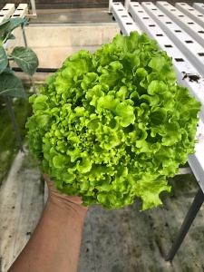 [Hot Item] Hydroponic Growing System PVC Nft Channel Pipe Greenhouse Farm Hydroponics