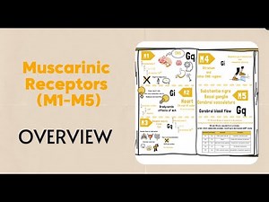 Muscarinic Receptors Explained: M1–M5 Functions, Locations & Clinical Relevance