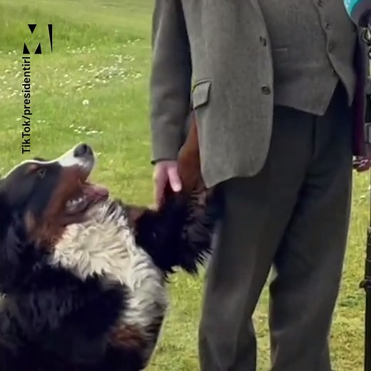 The Ireland President's adorable Bernese Mountain Dog couldn't leave him alone during a TV interview ❤️🐶 | Metro
