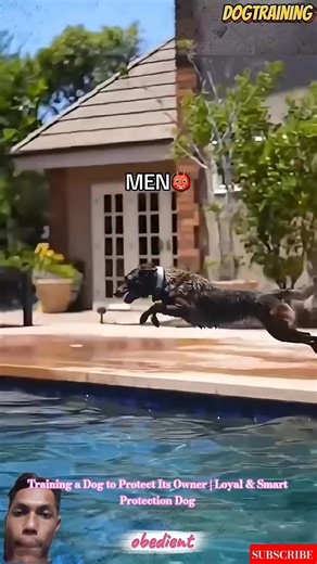 Training a Dog to Protect Its Owner | Loyal & Smart Protection Dog #k9master #dogtraining