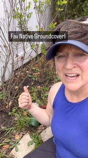 If you have a shady area under some trees or shrubs that needs a ground cover, you should have a look at Wild Ginger. This plant evolved to grow on woodland floors with other plants and underneath trees and shrubs. It prefers moist, well drained, soil and full shade or partial or dappled shade. It is hardy in zones 4 through 8 and I source my wild ginger from either local native plant sales and nurseries, or prairiemoon.com or IzelPlants.com I am a Garden Coach located in the northwest suburbs o