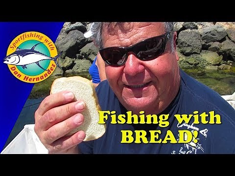 Fishing with Bread! | SPORT FISHING