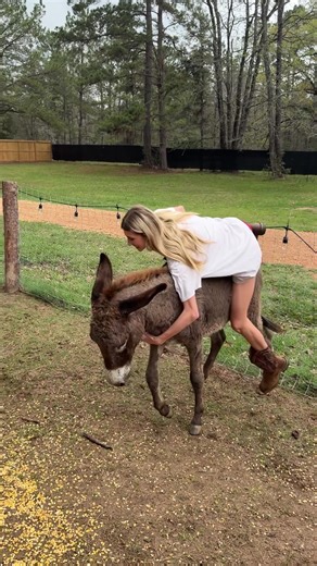 getting this donkey out of this pasture hit harder then me falling off TikTok #animal #donkey #farmlife #vlog #fyp