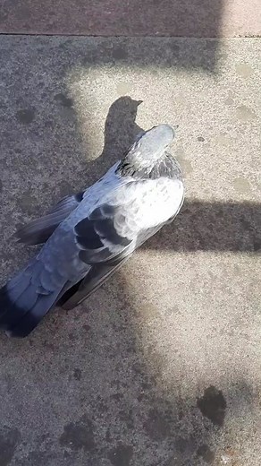 How to Hold, Handle, and Befriend a Pigeon: An Instructional Video