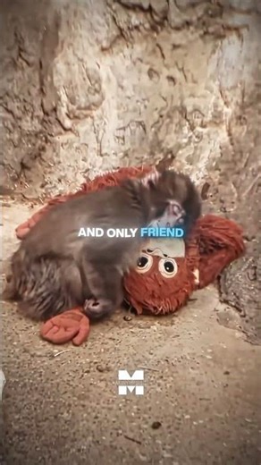 This Baby Monkey Was Rejected by Its Mother