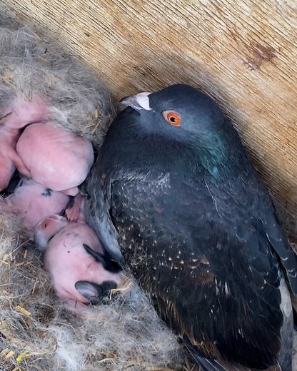 242K views · 6.9K reactions | Pigeon Thinks He's The Daddy Rabbit  | Furry Tails | Facebook