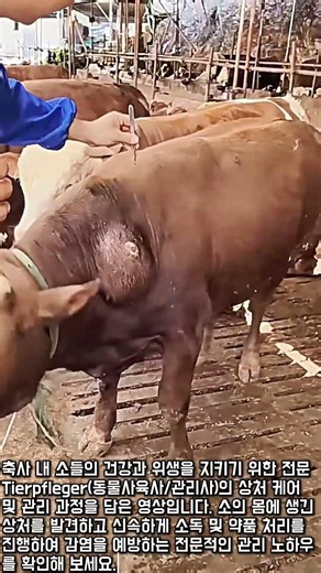 축사 소들의 건강을 지키는 상처 소독 작업 #worker #process #animal #cattle #treatment
