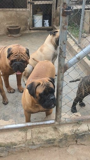 Bull Mastiff Army 🔥🔥🔥 #ghdogtv #ghdogblogger #dog #dogs #bullmastiff #bullmastifflove #mastiff | Solo Wan Ampomah