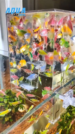 Aqua Layouts | Magical Mini Fish Tank – Brighten Any Space#aqualayout #aquariumfish #viral #reels #fishtank #fishtanks #fishlover #aqualover #aquaX... | Instagram