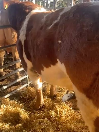 Melton Mowbray Market on Reels