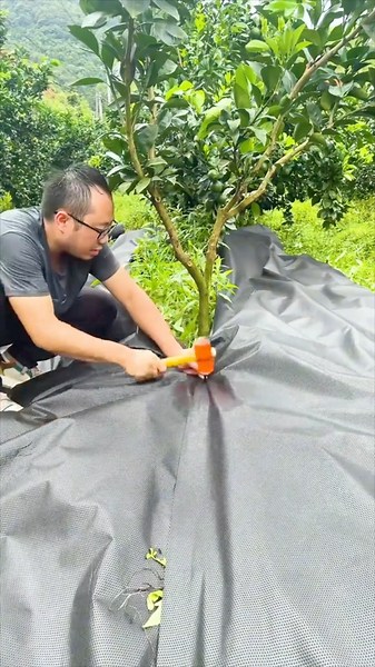 Easy Way To Block Tree Weeds #farmingtech