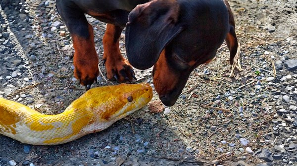 The 10 Dog Breeds That Snakes Won’t Dare Mess With