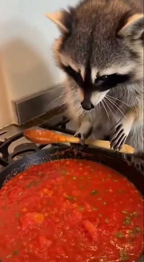 Kitchen Mayhem: Raccoon vs. Pasta #KitchenChaos ep1