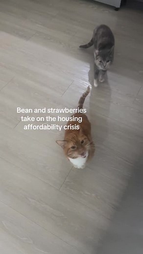 6K views · 22 reactions | They are frustrated. #cats #fyp | StrawberryandBean | Facebook