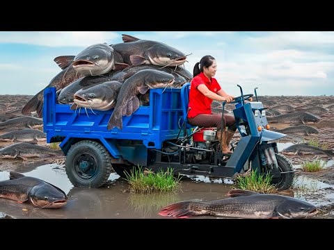 Harvesting 10 Tons Devil's Giant Catfish & Go to Market Sell | chasing catfish on the mudflats