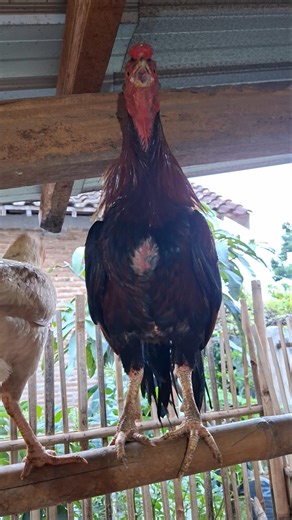 Chicken crowing sound for hen #birds #chicken #hen