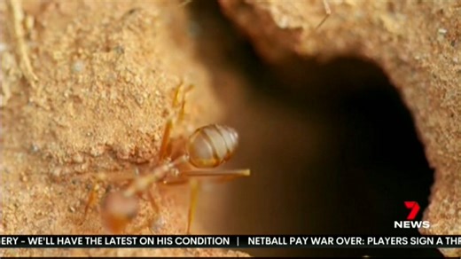 118K views · 294 reactions | Another fire ant nest been spotted less than a kilometre away from the Queensland border. Farmers and businesses were already on high alert, after six nests were found in South Murwillumbah less than a month ago. Elyce Holden was on the ground with the latest on this evolving situation. #7NewsRegional #7NewsCoast | 7NEWS Coast | Facebook
