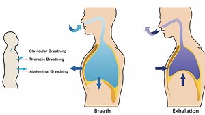 Clavicular Breathing - World Yoga Forum