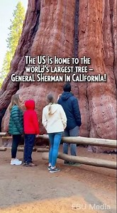 Giant Tree Alert! 🌲 Meet the World’s Largest Tree – General Sherman