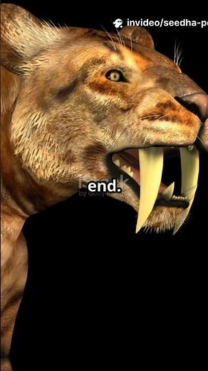 What made the SABER toothed Smilodon go EXTINCT?