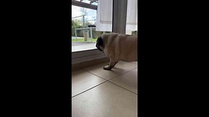 Angry pug barks at gardener and accidentally passes gas in Buenos Aires, Argentina