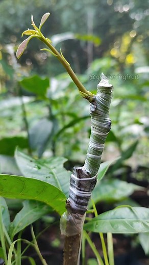 How to do grafting of mango plants EP107 #gardeningtips | GardeningFruit