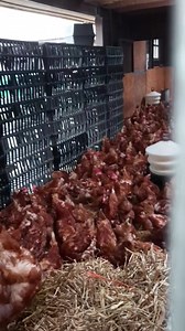 52K views · 4.3K reactions | Chatty chickens 殺 | LuckyHens Rescue Wigan | Facebook