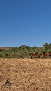 218K views · 32K reactions | Happy Foal Friday!!! Harlow is now 3...