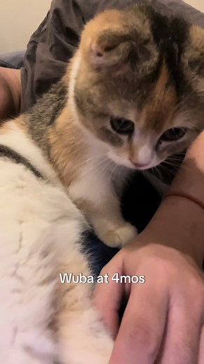 Same same 🥹 #cat #scottishfold #exopersian #catsoftiktok