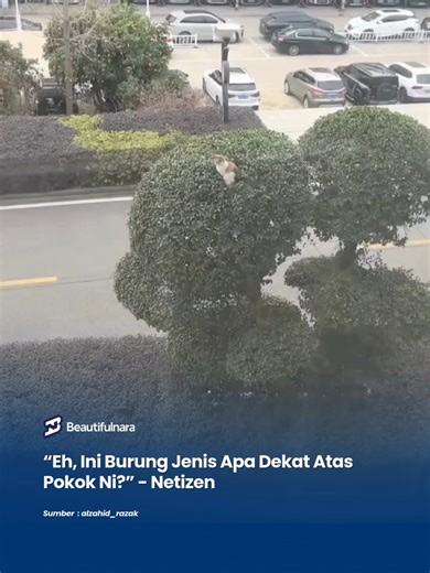 Haa, buat apa tu atas pokok tu... Sumber: alzahid_razak 🚨 NOTIS 🚨 Video ini bukan milik Beautiful Nara. Kredit diberikan kepada pemilik asal. Jika anda pemilik kandungan dan ingin kredit diperbetulkan atau mahu ia diturunkan, sila DM kami ya. #NaraViral #NaraTrending #kucing