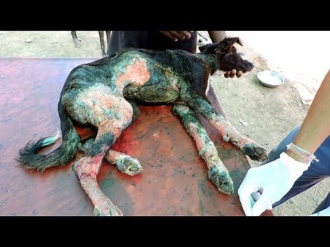 Puppy saved after fall in boiling water.