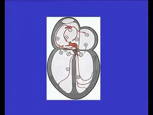 ECG normal et pathologique