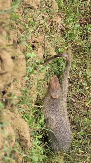 You Won’t Believe How a Mongoose Defeats a Deadly Snake! 🐍