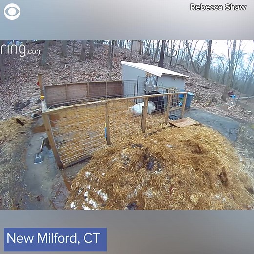 WILD ALTERCATION: Two pigs fight off a black bear that hopped over their enclosure. | 10TV - WBNS