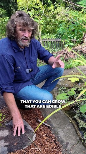 A Small Pond Can Change a Garden #permaculture #ponds #gardendesign