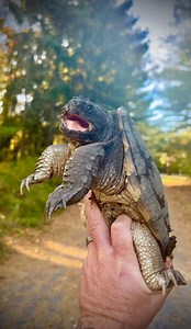 Angry creature in my driveway! 😨#snappingturtle #gardenstatetortoise #otistheturtle #turtle #wildlifeplanet #wildlifeaddicts | Garden State Tortoise