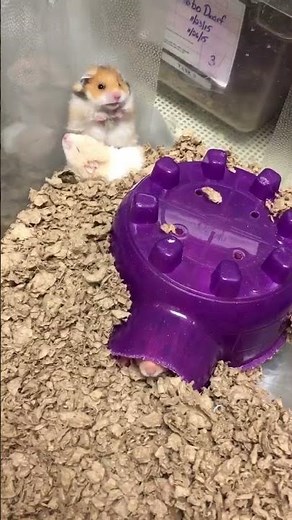 Scared Hamster Meme - Original Video [Non-Edited]