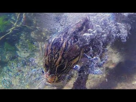 Le félin malin qui chasse sous l’eau : le chat pêcheur