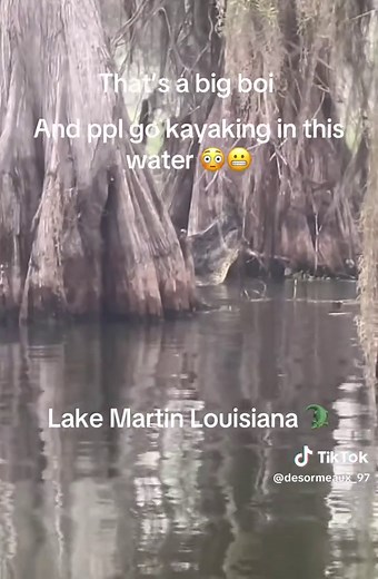 Aw naw you ain’t catch me kayaking in dat water 🐊 #alligator #swamp #scary #fyp #wildlife