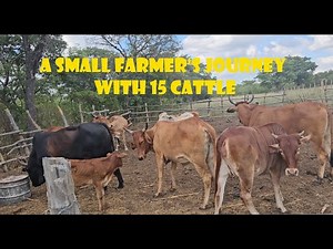 Raising 15 Brahman Cattle