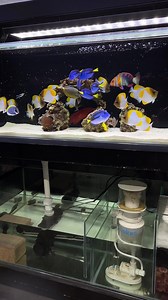 Check out all fish we got in the last 😲 | Fish World Aquarium