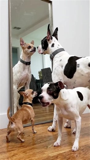 2 Small dog vs 1 big dog full aggressive barking #dog #dogsrule #speakdog